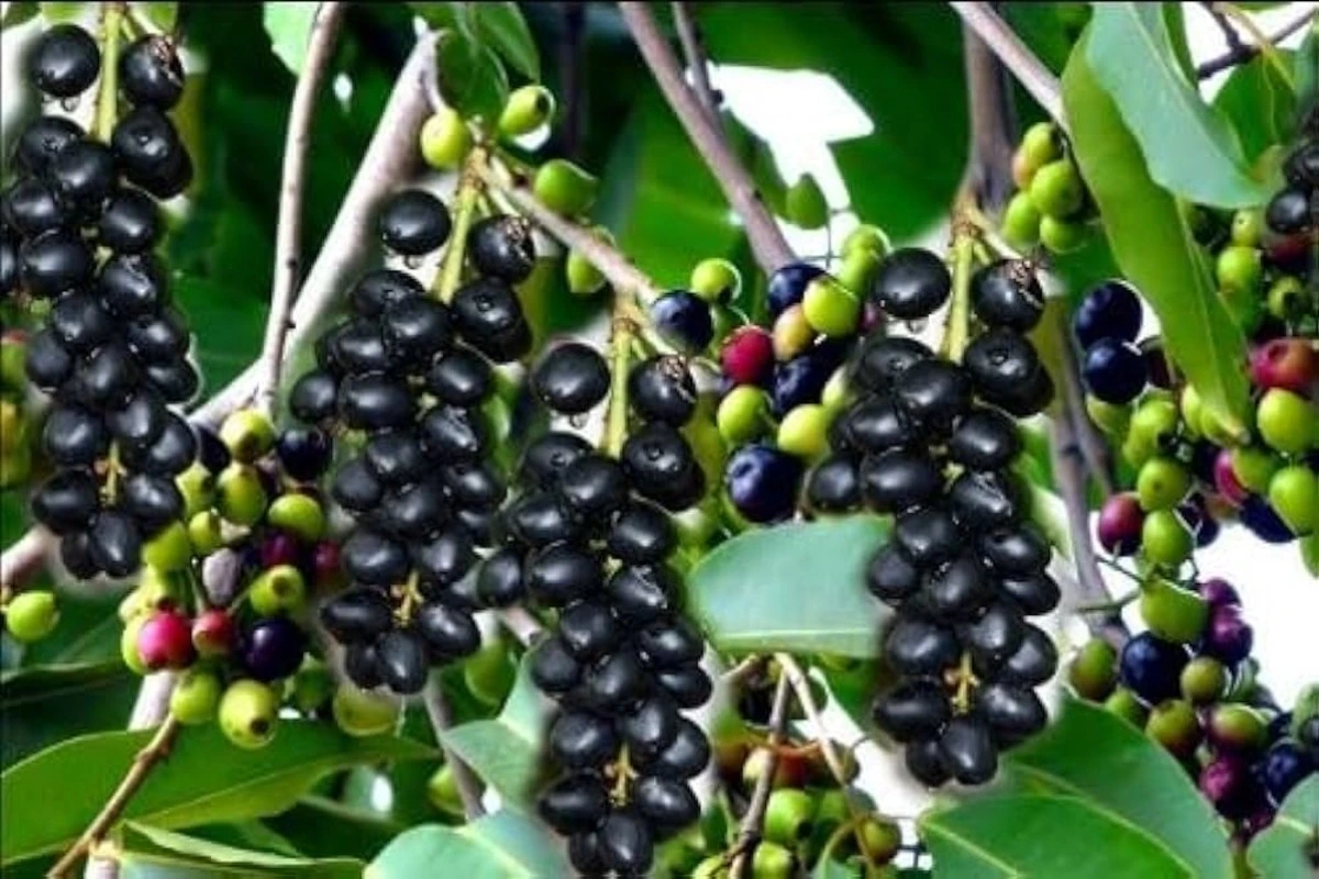 Jamun: A Nutritious Fruit With Health Benefits