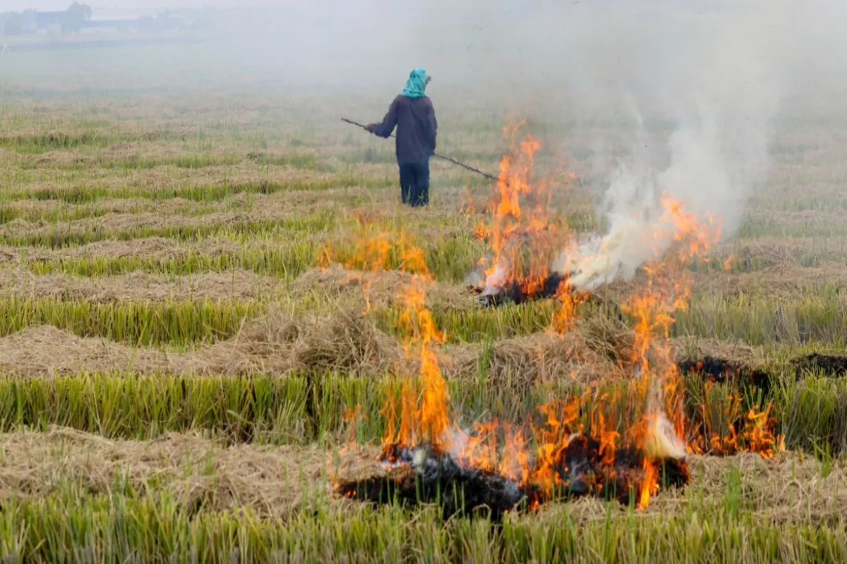 NGT Member Claims Stubble Burning In Punjab Not A Major Contributor To Delhi Air Pollution – Here’s Why