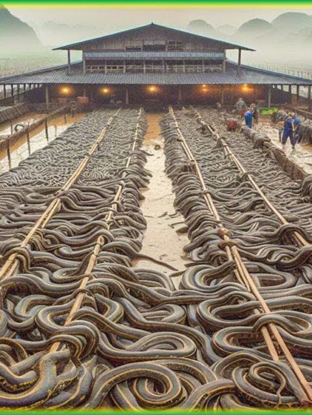 Snake Village; Booming Snake Farming Business In China