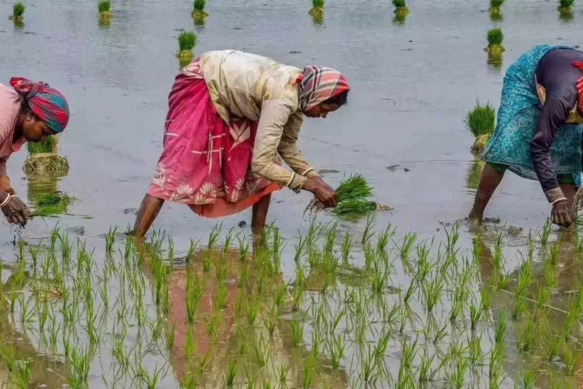 Healthy Rainfall Led To Better Sowing Status This Year; Report