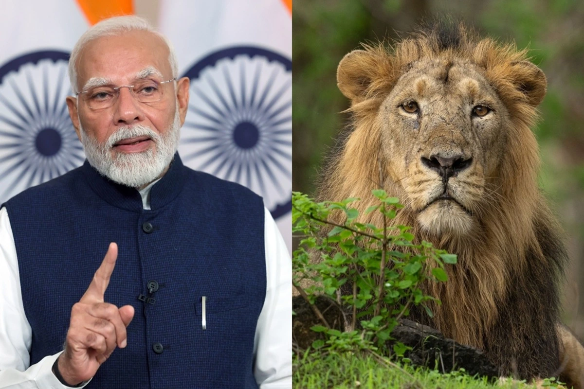 PM Modi's Commitment To Lion Conservation On World Lion Day