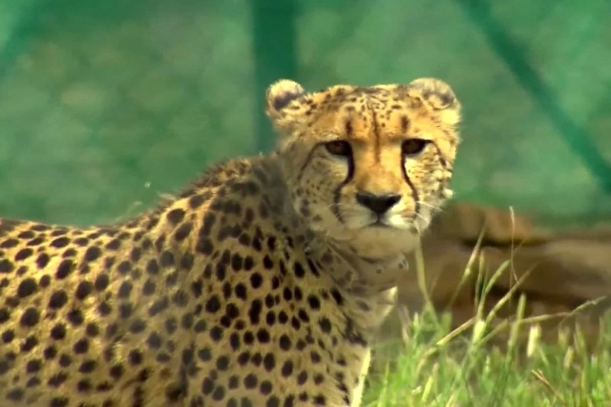 Forest Department Inquiry Into Death of Namibian Cheetah Pavan