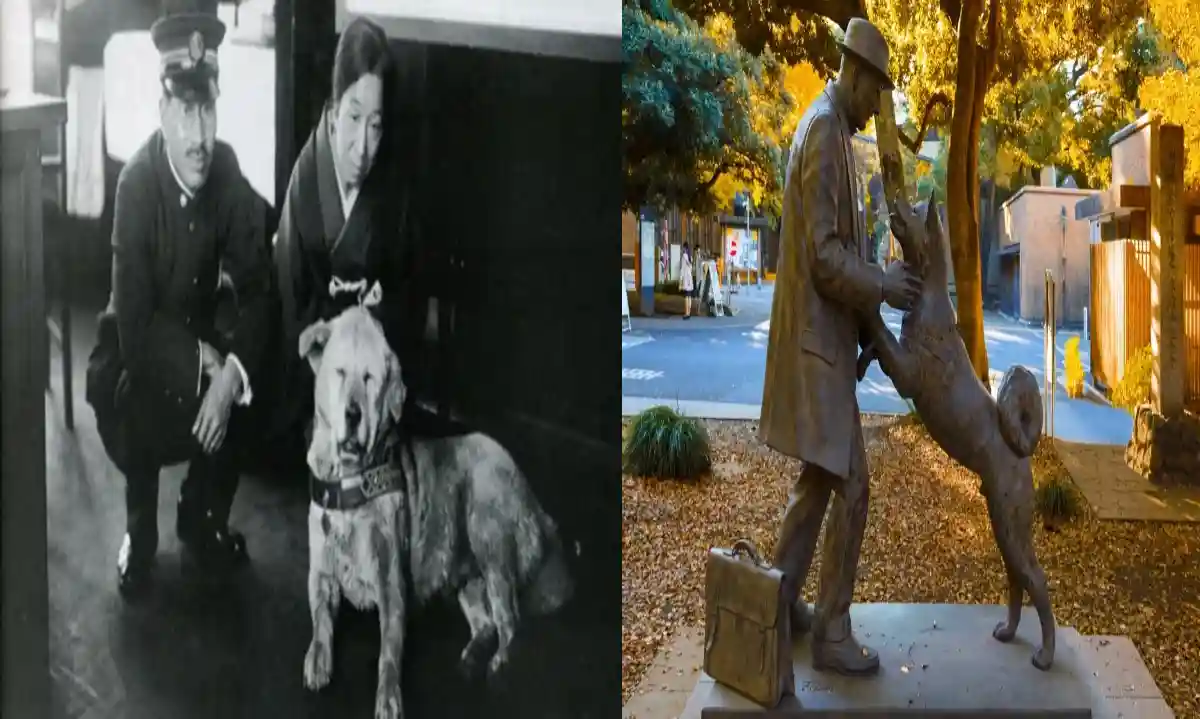 Hachiko: The Dog Who Waited Nine Years For His Master