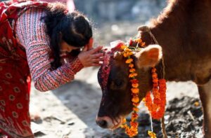 cattle being worshiped