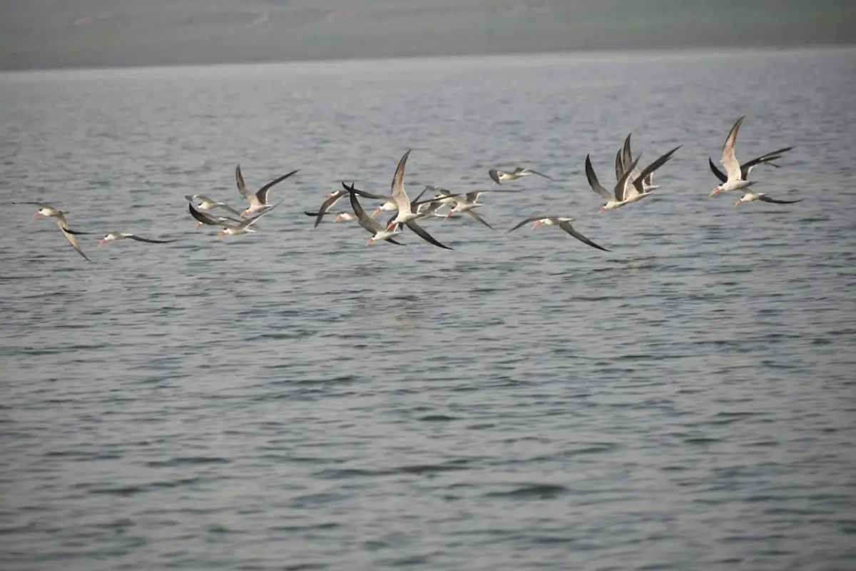 Maha Kumbh 2025: A Bird Paradise At Prayagraj With Over 90 Species