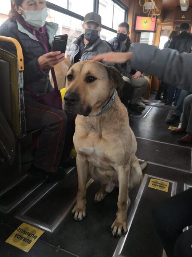 Five Points About Boji, Istanbul’s Famous Transit Dog