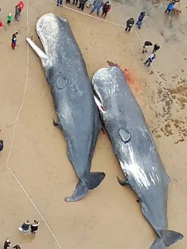 Beached Whales: A Hidden Danger!