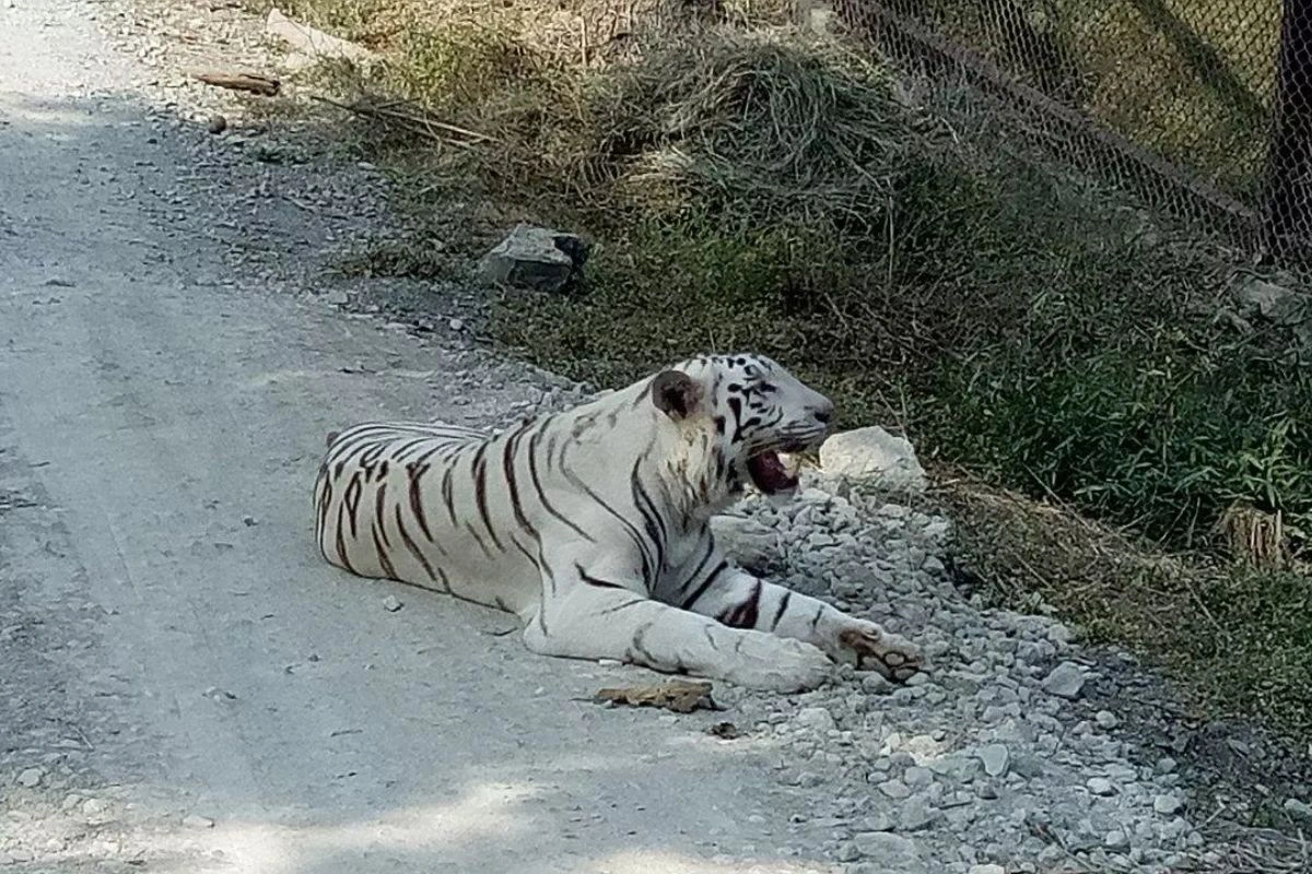 White Tiger Breeding Center