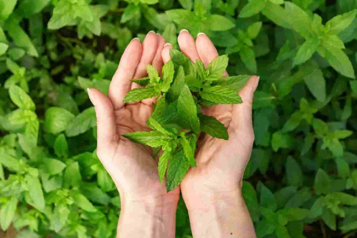 Maha Kumbh Introduces Unique Tradition Of Gifting Sacred Plants To Devotees