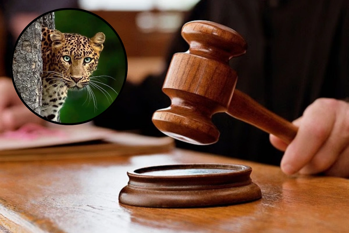 Delhi HC-Wildlife Act Sentencing