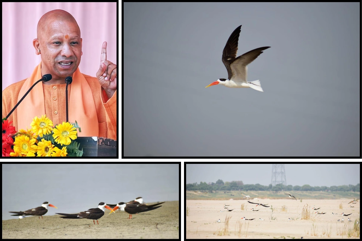 Yogi Govt Prepares For Rare Indian Skimmer Chicks Post Maha Kumbh