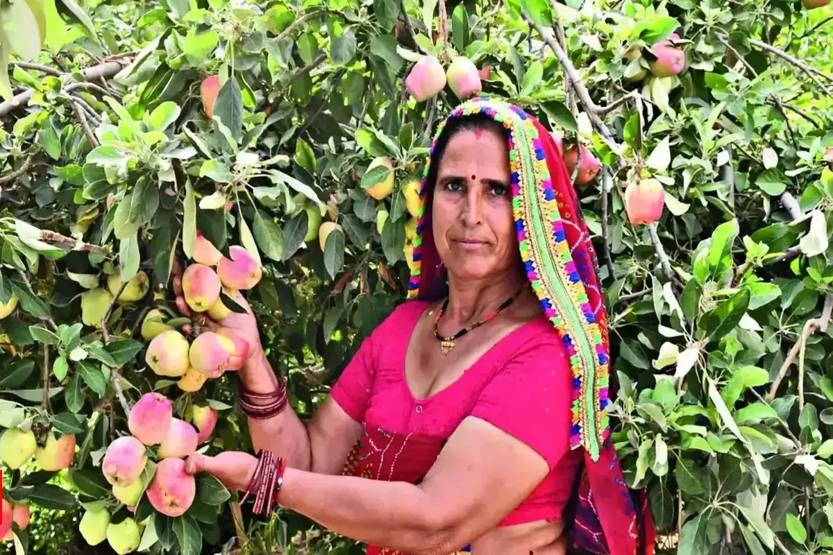 Unexpected Apple Orchards Thrive In Rajasthan’s Thar Desert