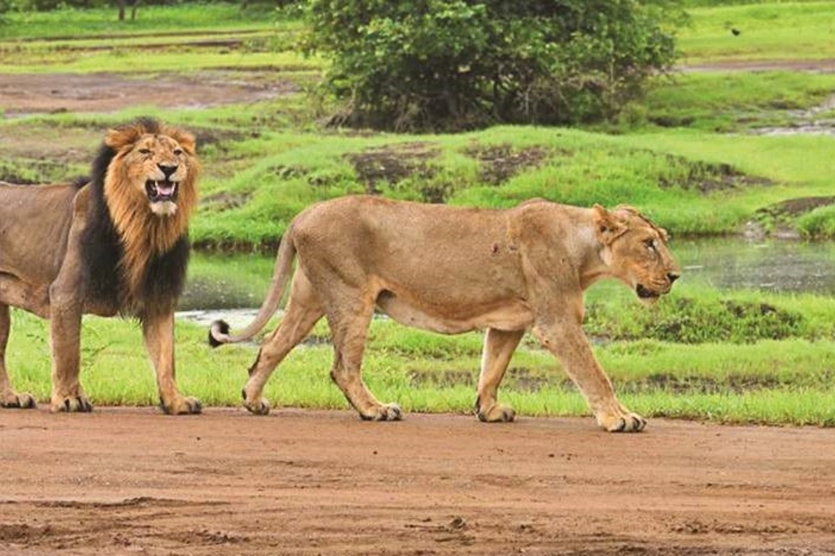 India Sees Sharp Rise In Asiatic Lion Population, Says PM Modi