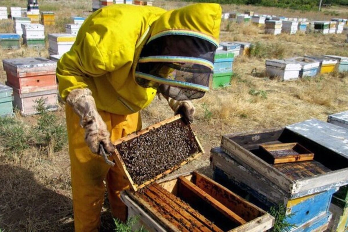 PM Modi Highlights Beekeeping Boom And Global Honey Producer