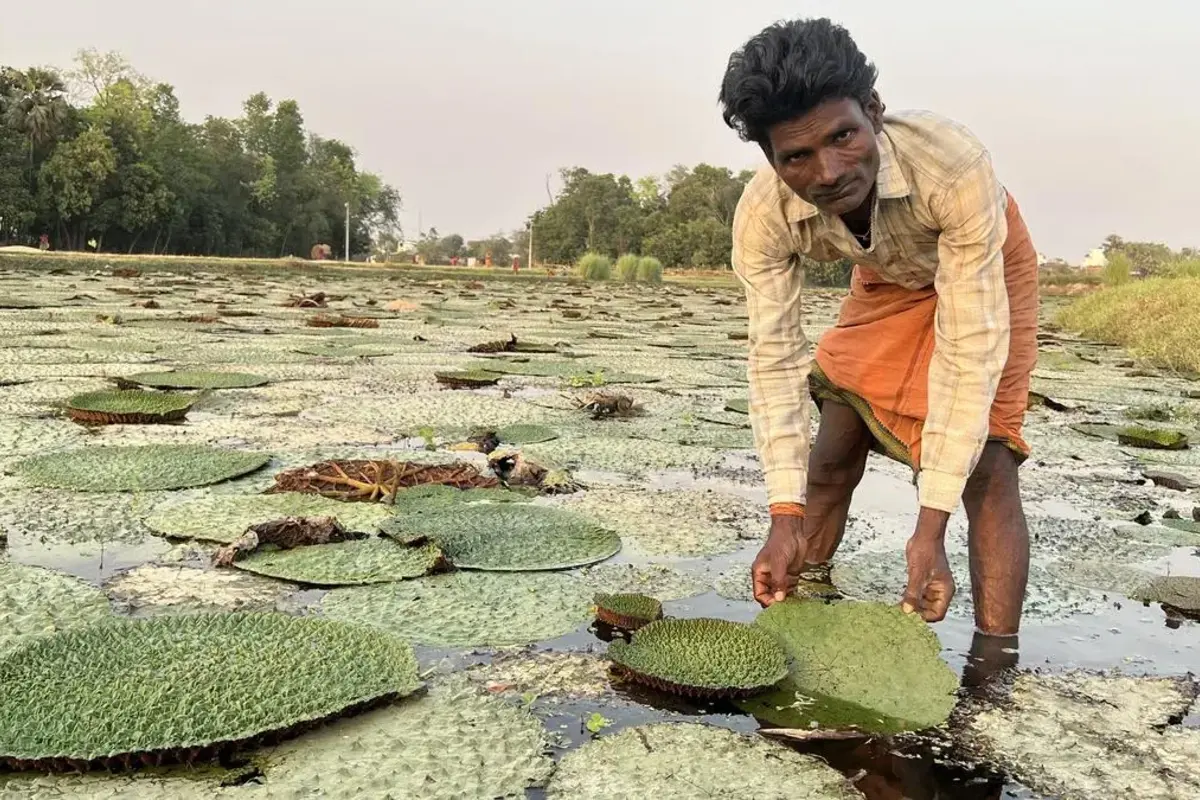 Bihar Hosts National Symposium To Elevate Makhana