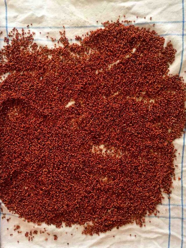 Eat Smart: Health Benefits Of Adding Ragi To Your Diet