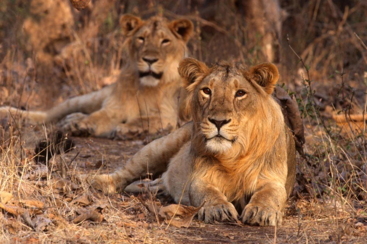 Asiatic Lion Population In India Rises Over 30% To 891
