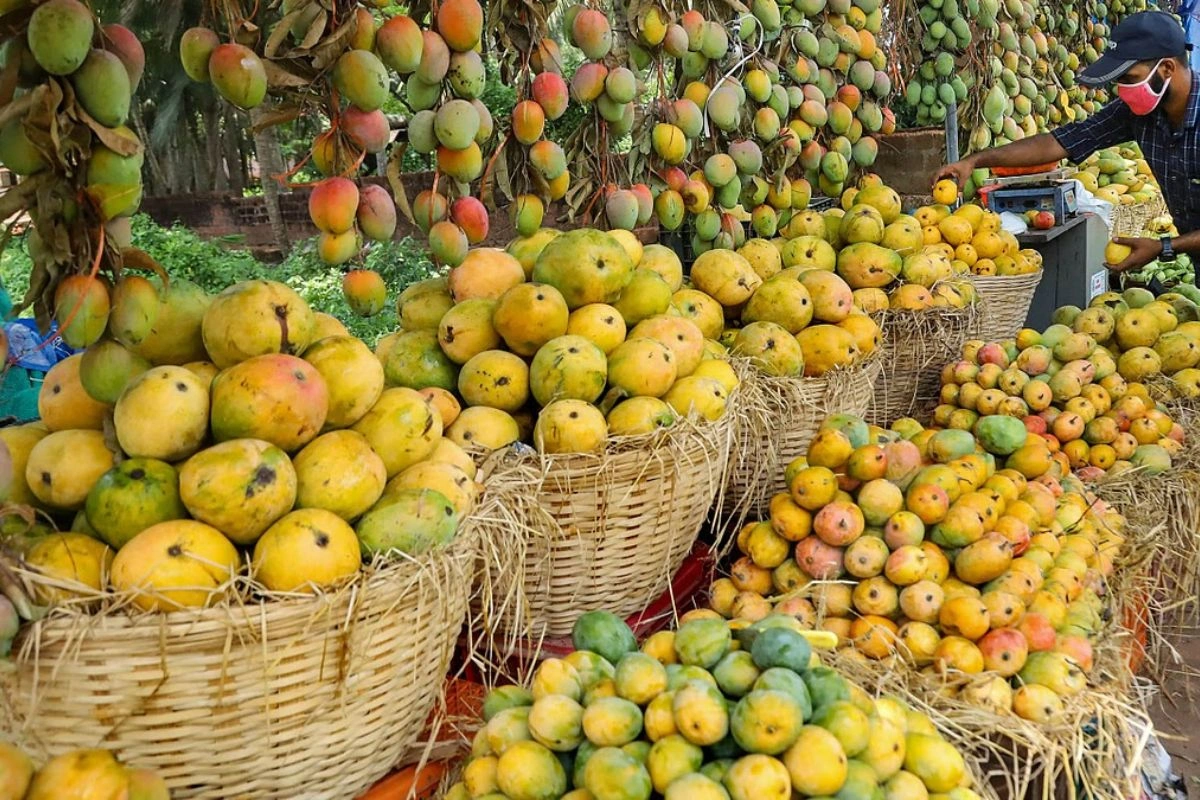 Pratapgarh Mangoes Win Hearts In Dubai And Oman