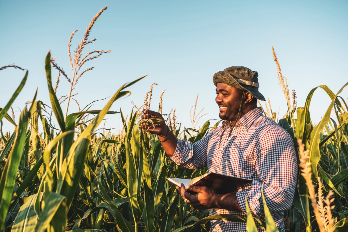 Agricultural Output Grew 54.6% Over 12 Years; Reveals NSO Report