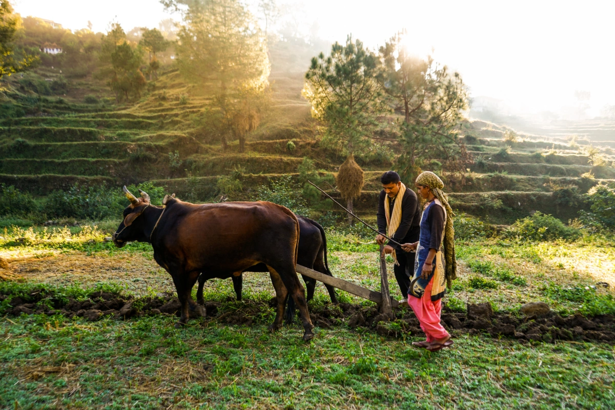 India’s Agricultural GVA Triples Between FY12 & FY24; Shows New Government Report