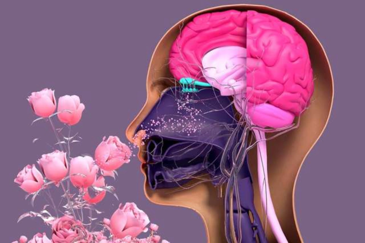 3D Tissue Model Sheds Light On Smell Loss & Regeneration