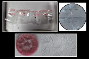 Chinese Researchers Accused Of Smuggling Crop-Killing Fungus Into US Lab