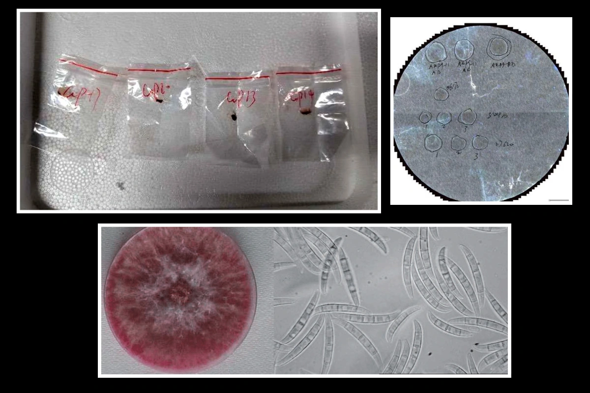 Chinese Researchers Accused Of Smuggling Crop-Killing Fungus Into US Lab