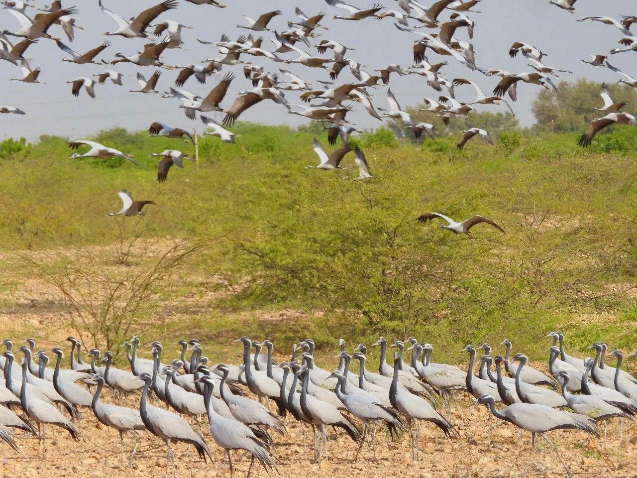 Ramsar Sites