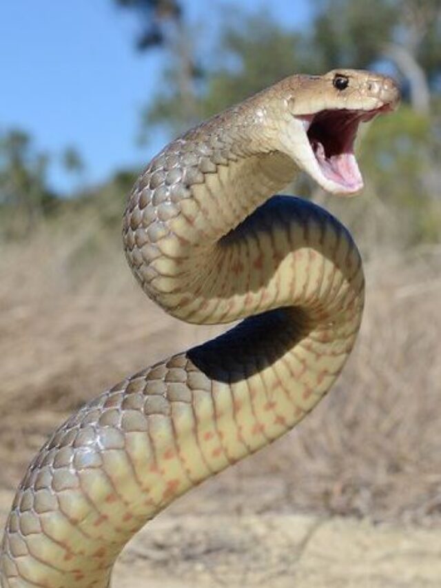 India’s 4 Deadliest Snakes