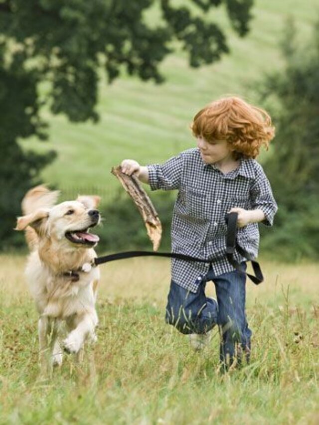 5 Friendly Dogs To Keep At Home
