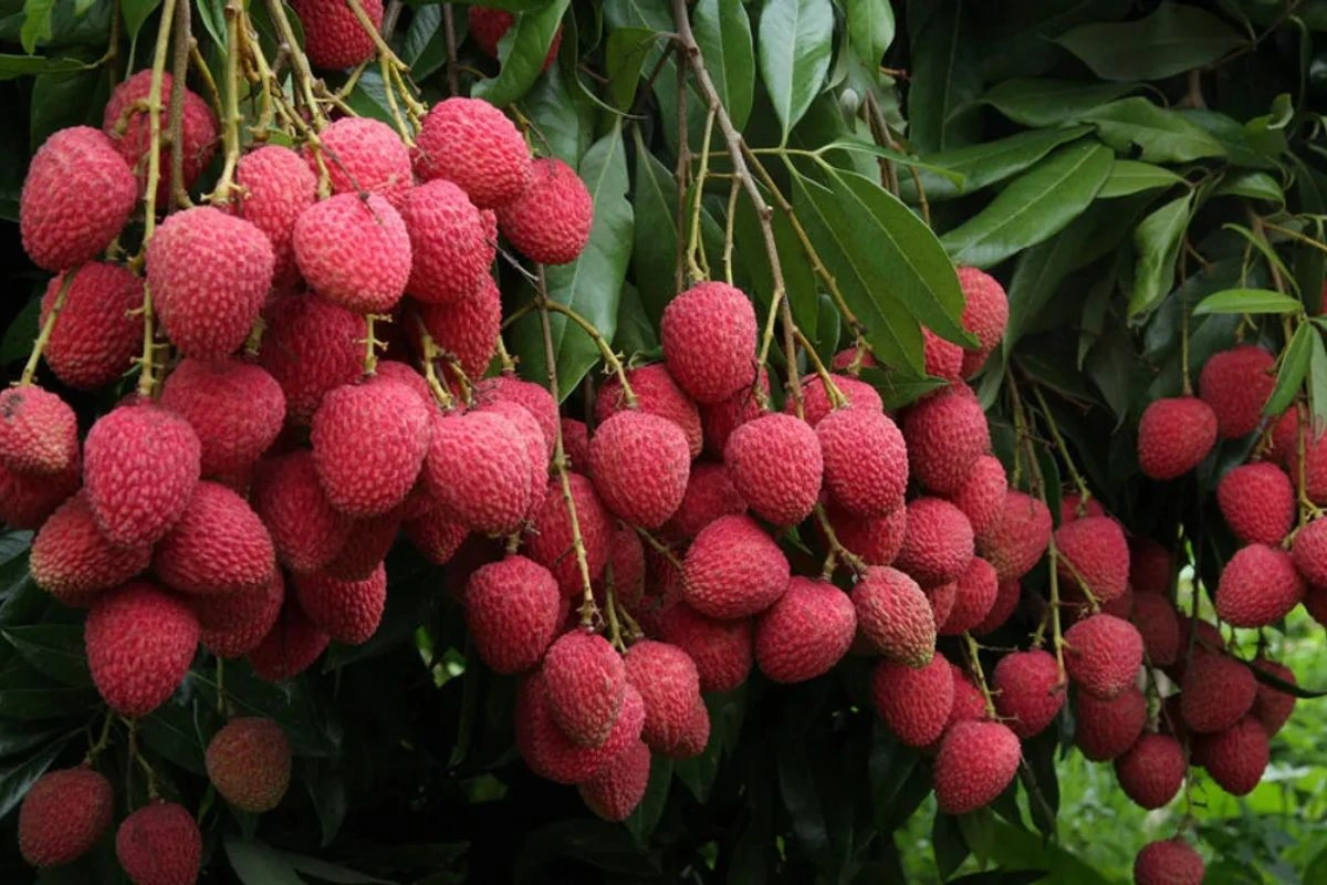 Punjab’s Litchis Reach Middle East Markets In Boost To India’s Fruit Exports