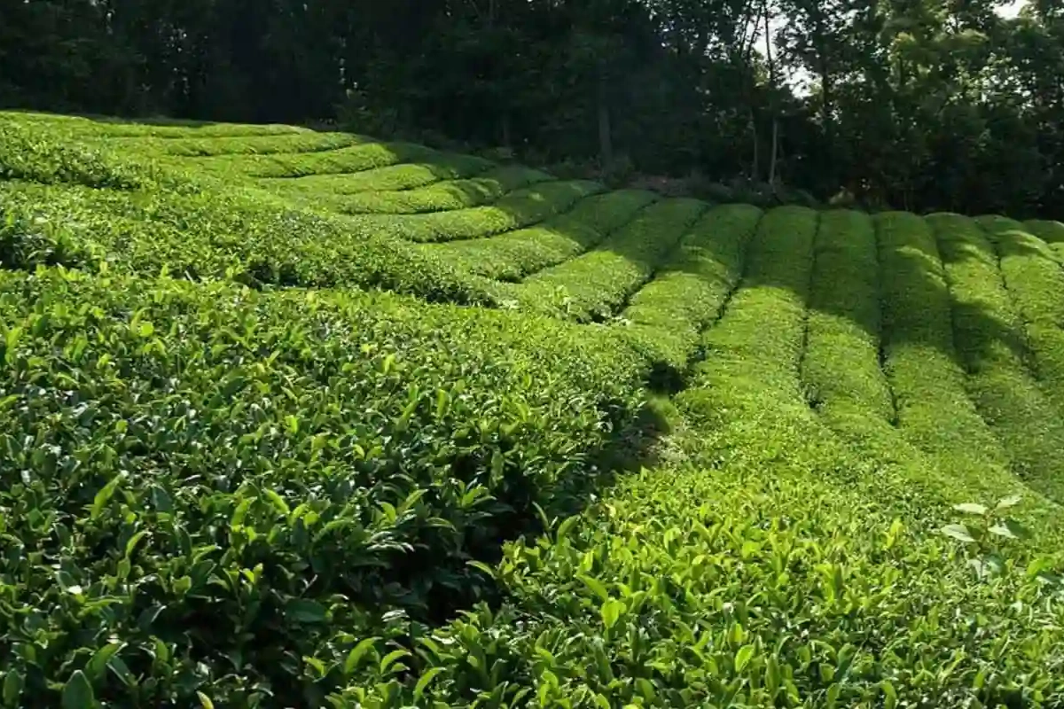 India’s Tea Exports Rise 2.85% To 257.88 Million Kg In FY 2024-25