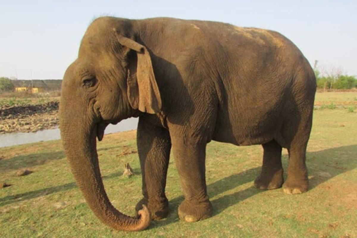 Asia’s Oldest Elephant ‘Vatsala’ Dies At 100 In Panna Tiger Reserve