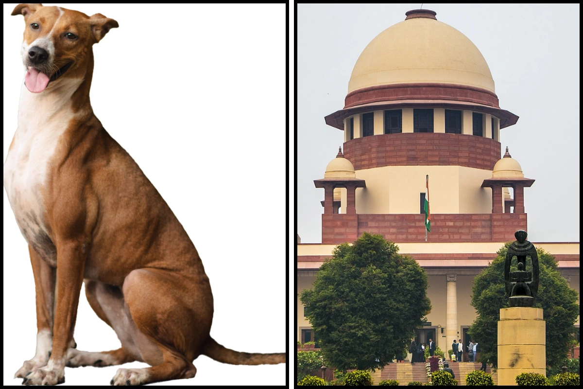 Supreme Court To Deliver Verdict On Stray Dog Petitions In Delhi