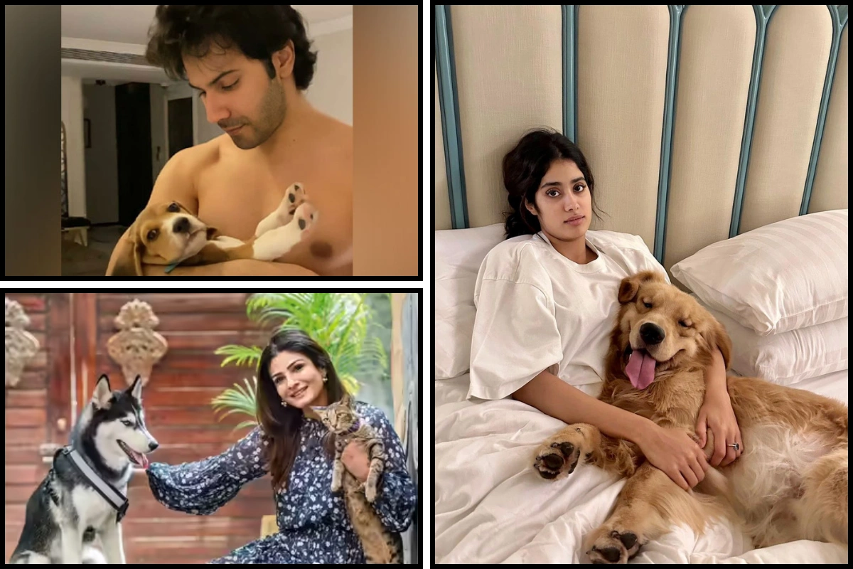 Janhvi Kapoor, Varun Dhawan, Others Criticise Supreme Court’s Stray Dog Relocation Order