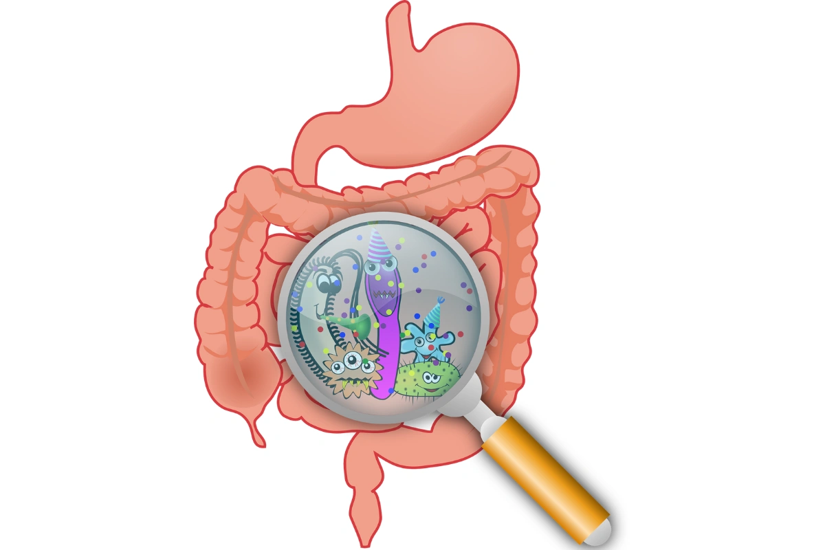 Gut Bacteria Pill