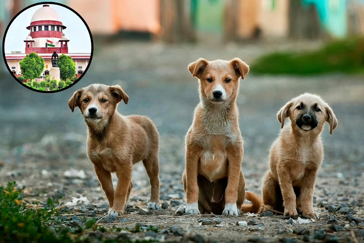 Supreme Court Reserves Verdict On Pleas Over Rising Stray Dog Menace In Delhi