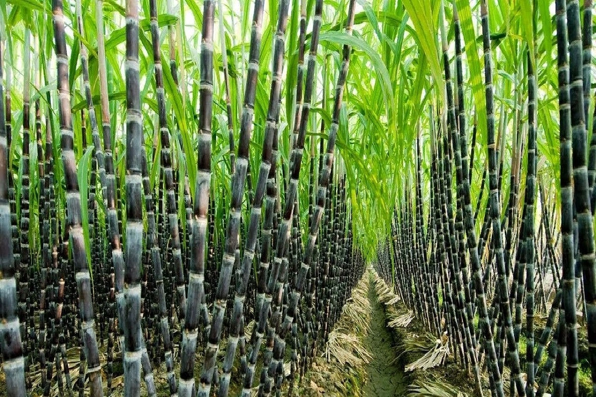 Kharif Crop Sowing Rises By 26.93 Lakh Hectares; Set To Boost Output And Farmers’ Income
