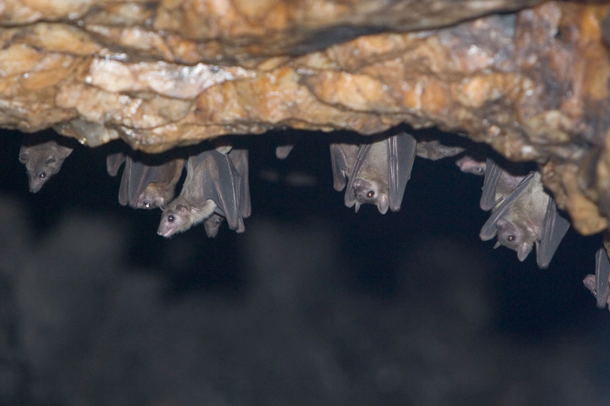 Scientists Discover New Covid-Like Virus In Moustached Bats In Brazil