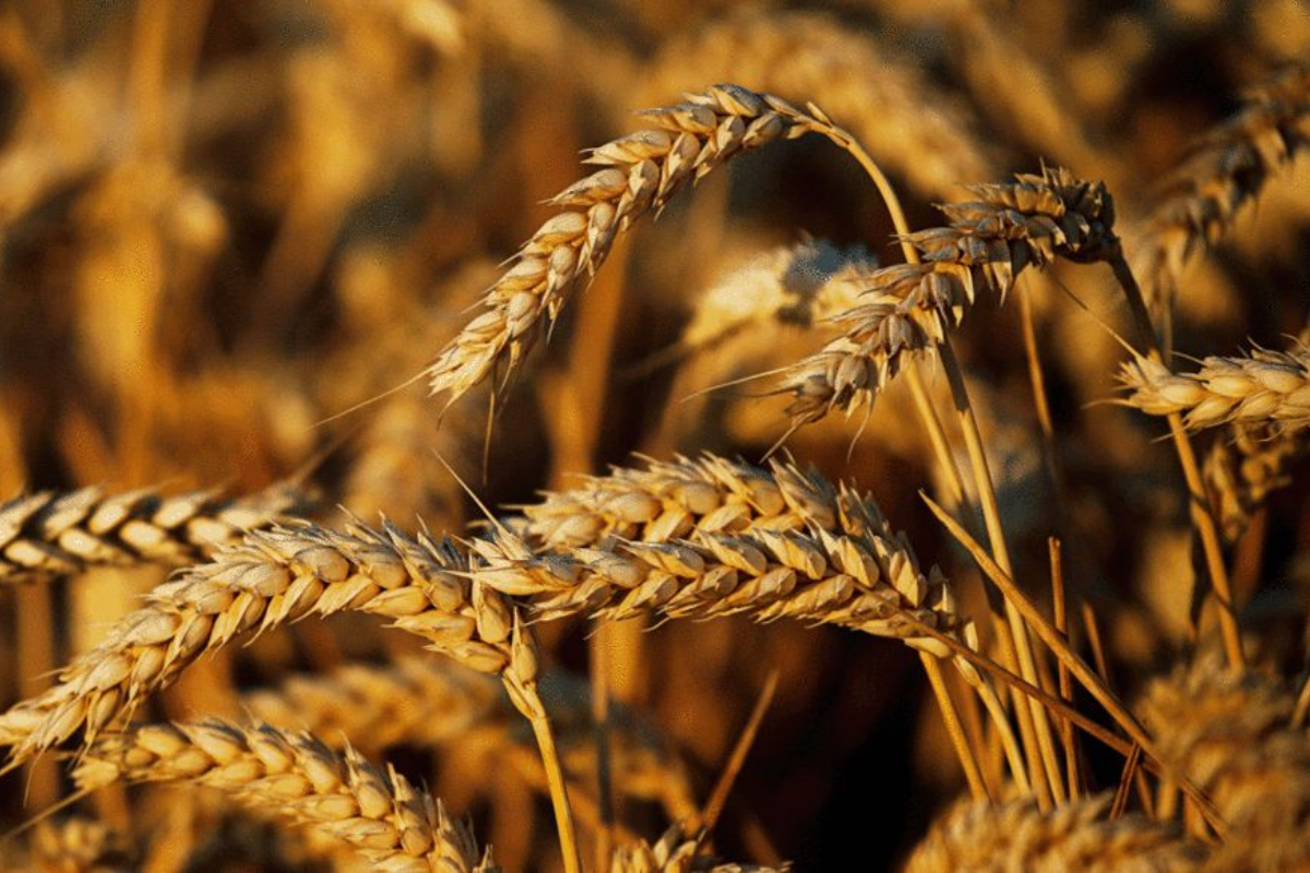 Cabinet Approves Substantial MSP Hike For Rabi Crops
