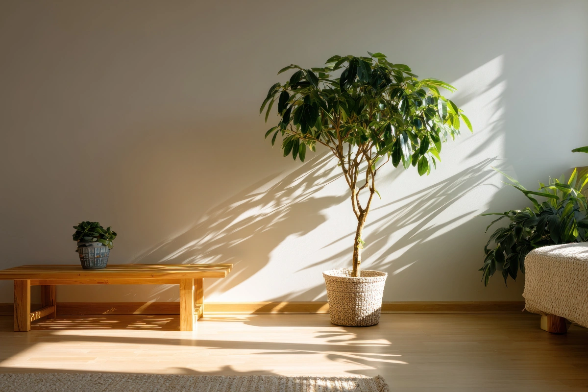Lack Of Morning Sunlight May Be Throwing Off Your Body Clock