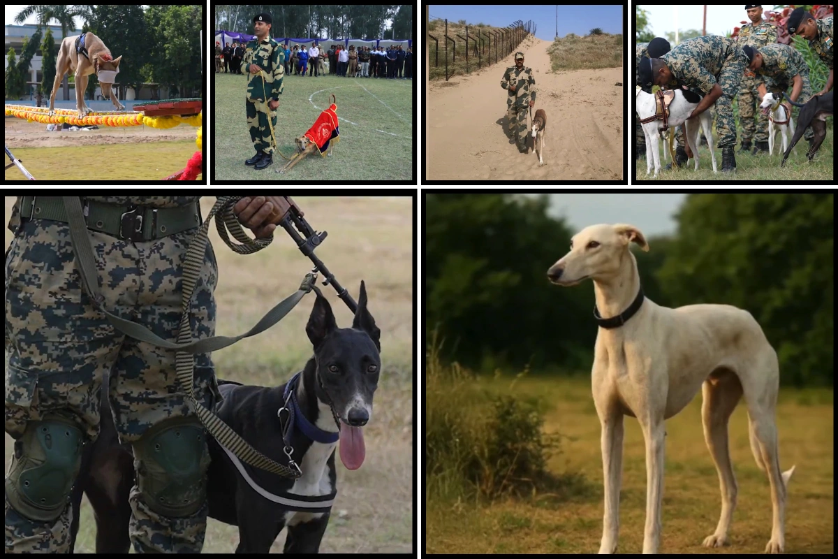 BSF’s Indigenous Dog Squad To Dazzle At National Unity Day Parade In Honour Of Sardar Patel