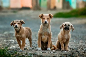 Noida Authority Unveils Comprehensive Street Dog Welfare Plan Following Supreme Court Guidelines Noida Authority Unveils Comprehensive Street Dog Welfare Plan Following Supreme Court Guidelines