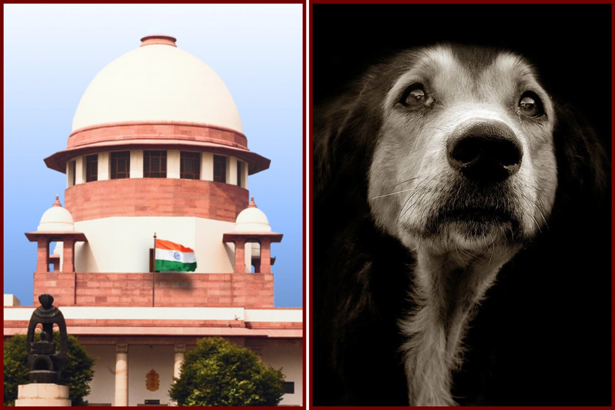Supreme Court Pulls Up States Over Stray Dog Menace; Seeks Action Report From Chief Secretaries