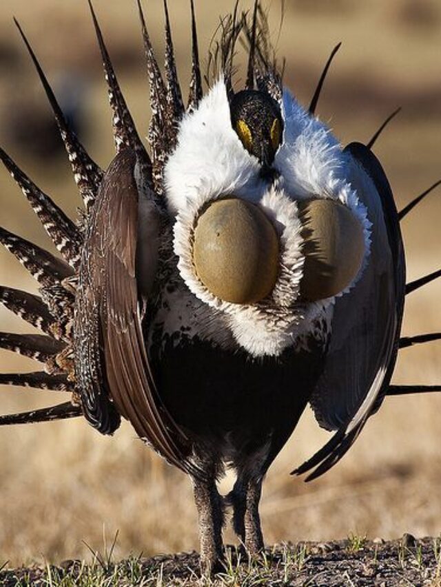 Strange Animal Facts You Won’t Believe!