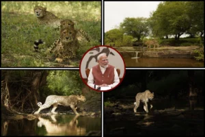 Cheetahs Thriving Again In India, Says PM Modi On International Cheetah Day
