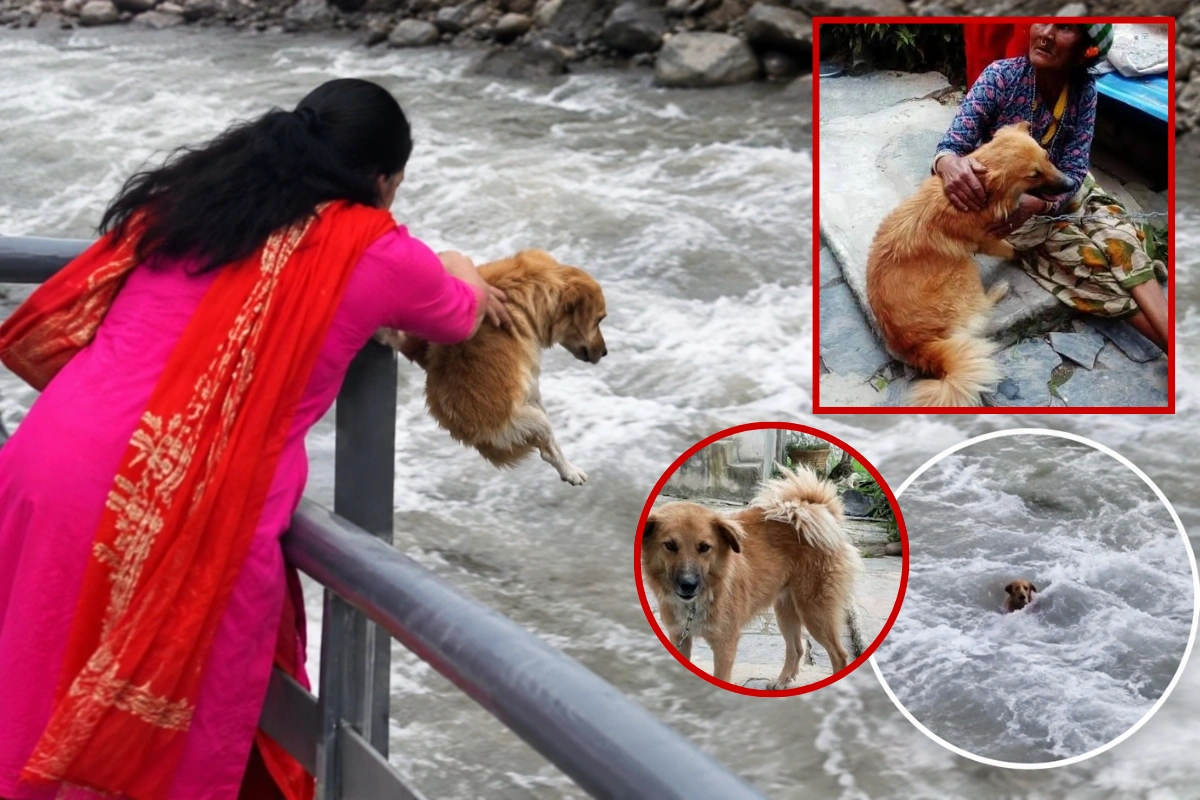 Dog Found Alive After Alleged Throw Into Seti River; Woman Held