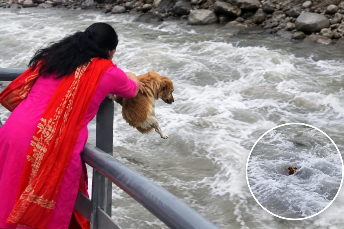 Pet Dog Allegedly Thrown Into Seti River From Pankot Bridge