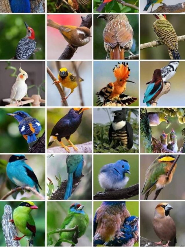 Amazing Bird Facts