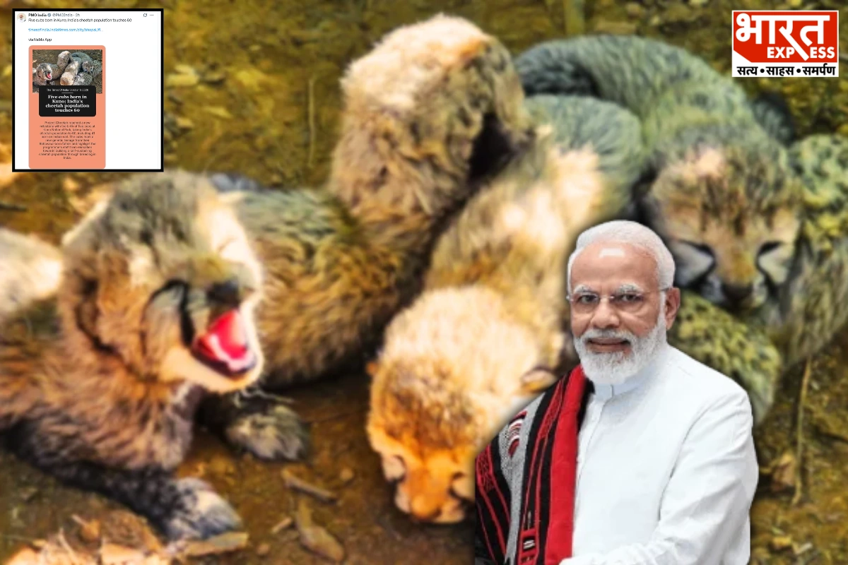 PM Modi Highlights Birth Of Five Cheetah Cubs At Kuno National Park